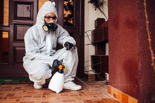 Attic and Crawl Space Rodent Treatment in Hayden