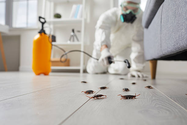 Commercial Rodent Management in Hayden